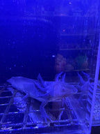 Juniper Nightcastle — Black Melanoid Axolotl #017