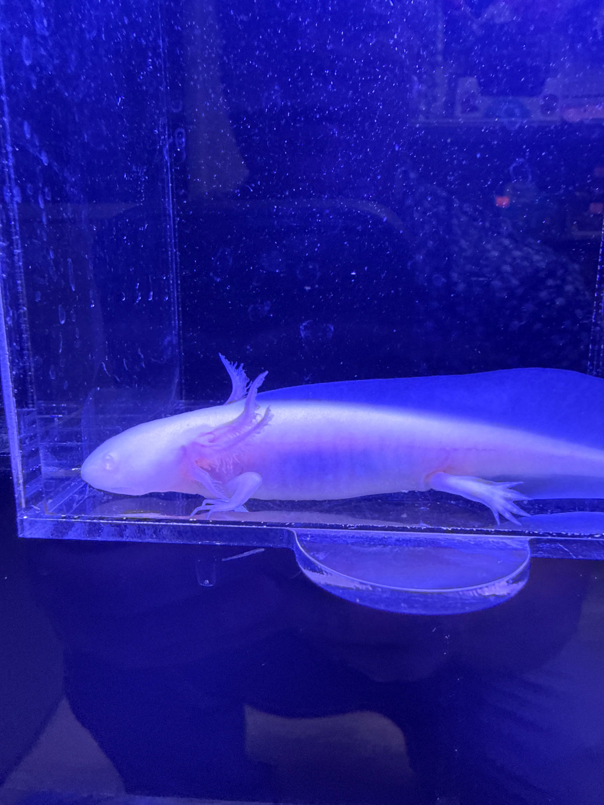 Pip Crownberry — Leucistic Axolotl #001
