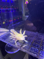Honey Goldensong — Ajolote albino dorado #035