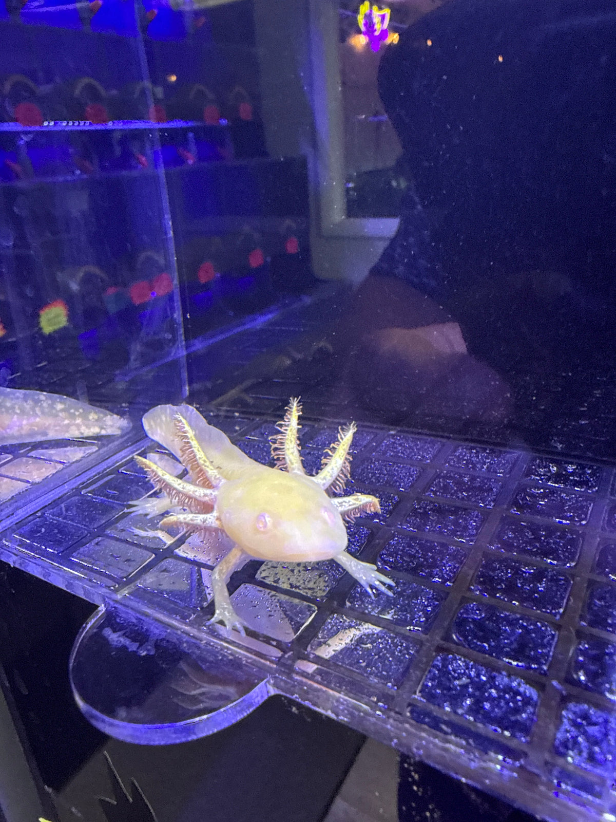 Honey Goldensong — Golden Albino Axolotl #035