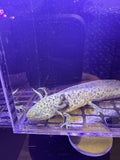 Sprig Emeraldcrest — GFP Wild Type Axolotl #032