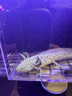 Sprig Emeraldcrest — GFP Wild Type Axolotl #032