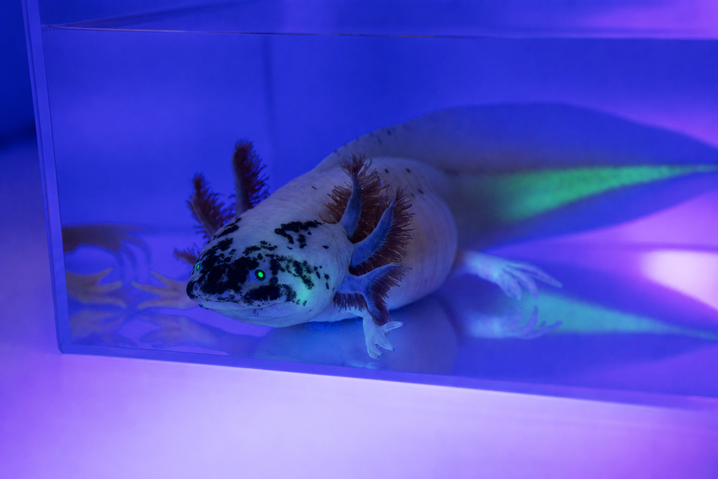 GFP Dirty Lucy Axolotl