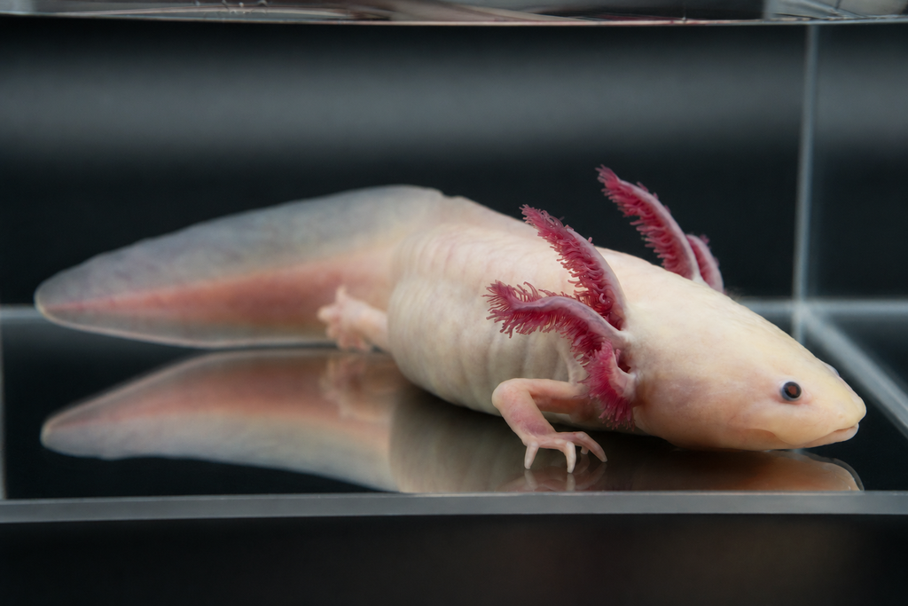 Ajolote Leucístico (Rosa Clásico)