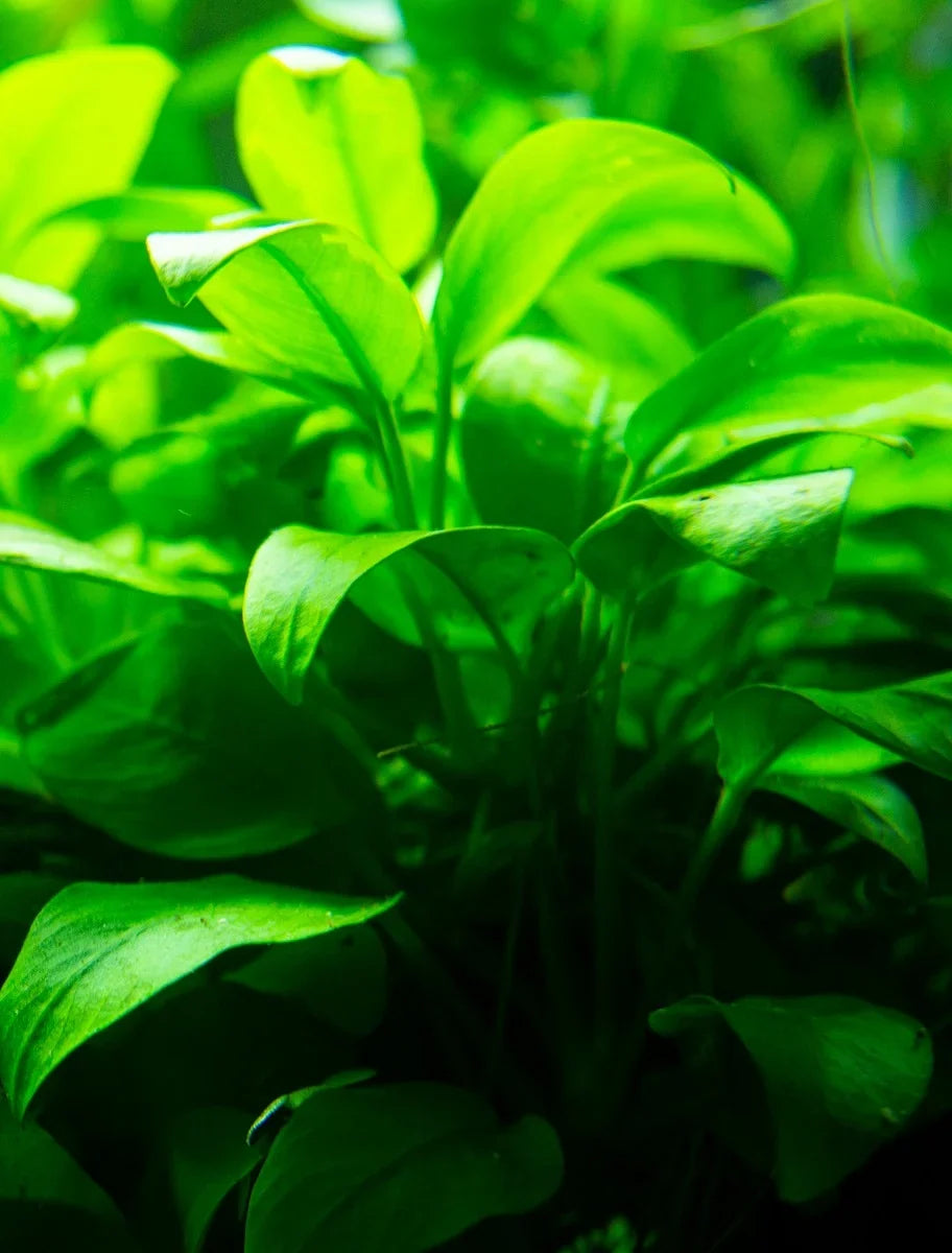 Anubias (Anubias barteri)