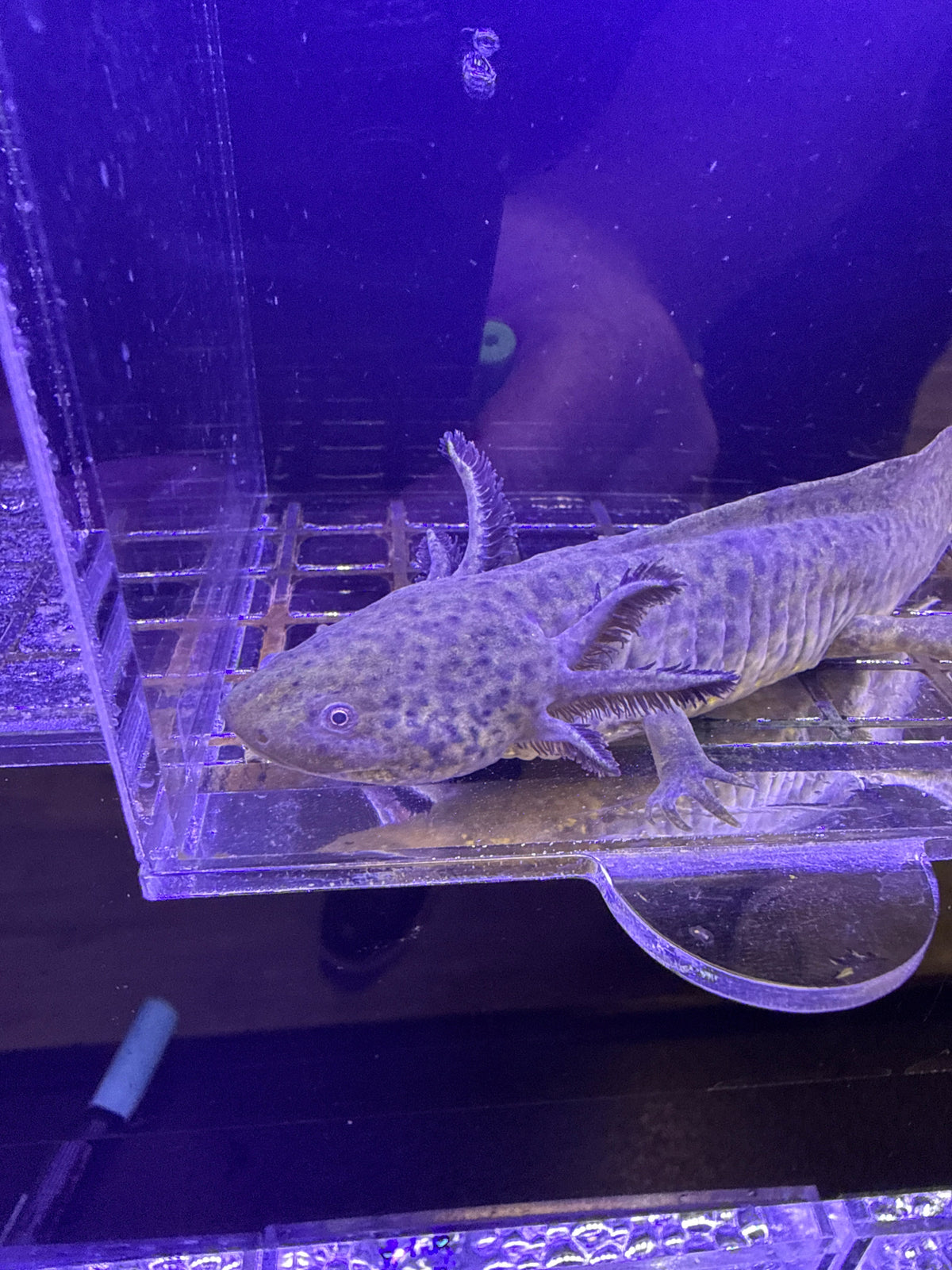 Bramble Oakenshield — Wild Type Axolotl #013