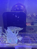 Pickle Pixiecrest — Ajolote de tipo salvaje GFP n.º 034