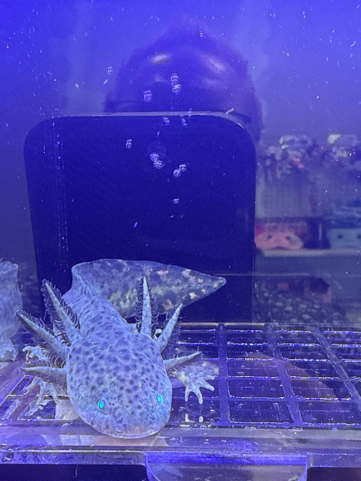 Pickle Pixiecrest — GFP Wild Type Axolotl #034