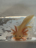 Rosie Rosecastle — Leucistic Axolotl #025