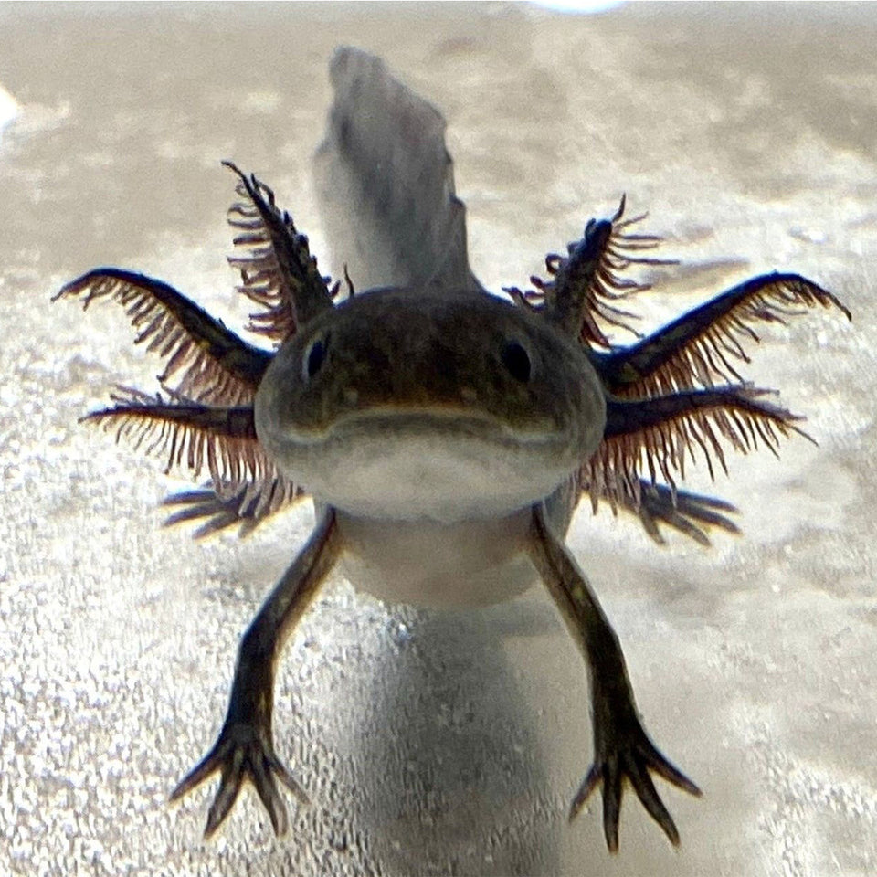 Ajolote melanoide negro