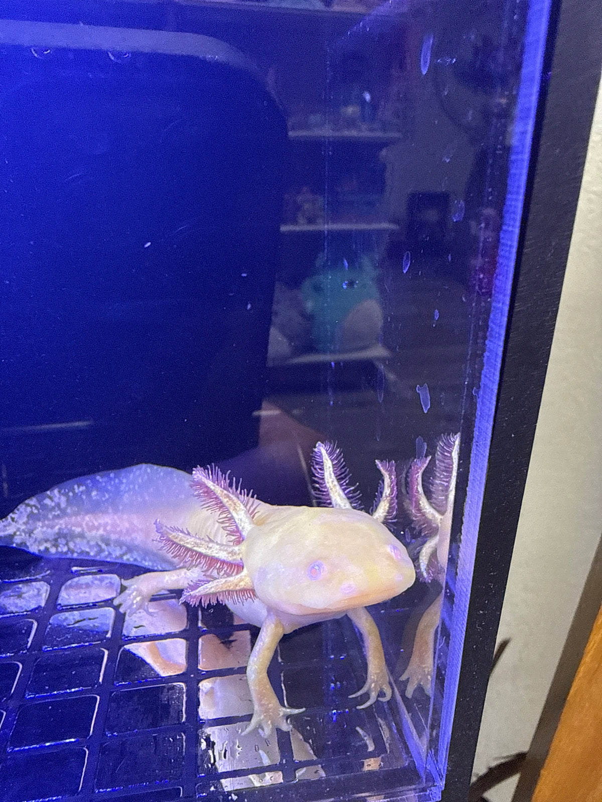 Marigold Suncrown — Golden Albino Axolotl #014