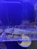 Fizz Firefly — GFP Wild Type Axolotl #028