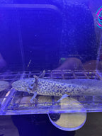 Fizz Firefly — GFP Wild Type Axolotl #028