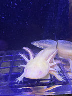 Topaz Twinklecrown — Axolote Albino Dorado GFP #029