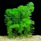Cabomba caroliniana (Green Cabomba)