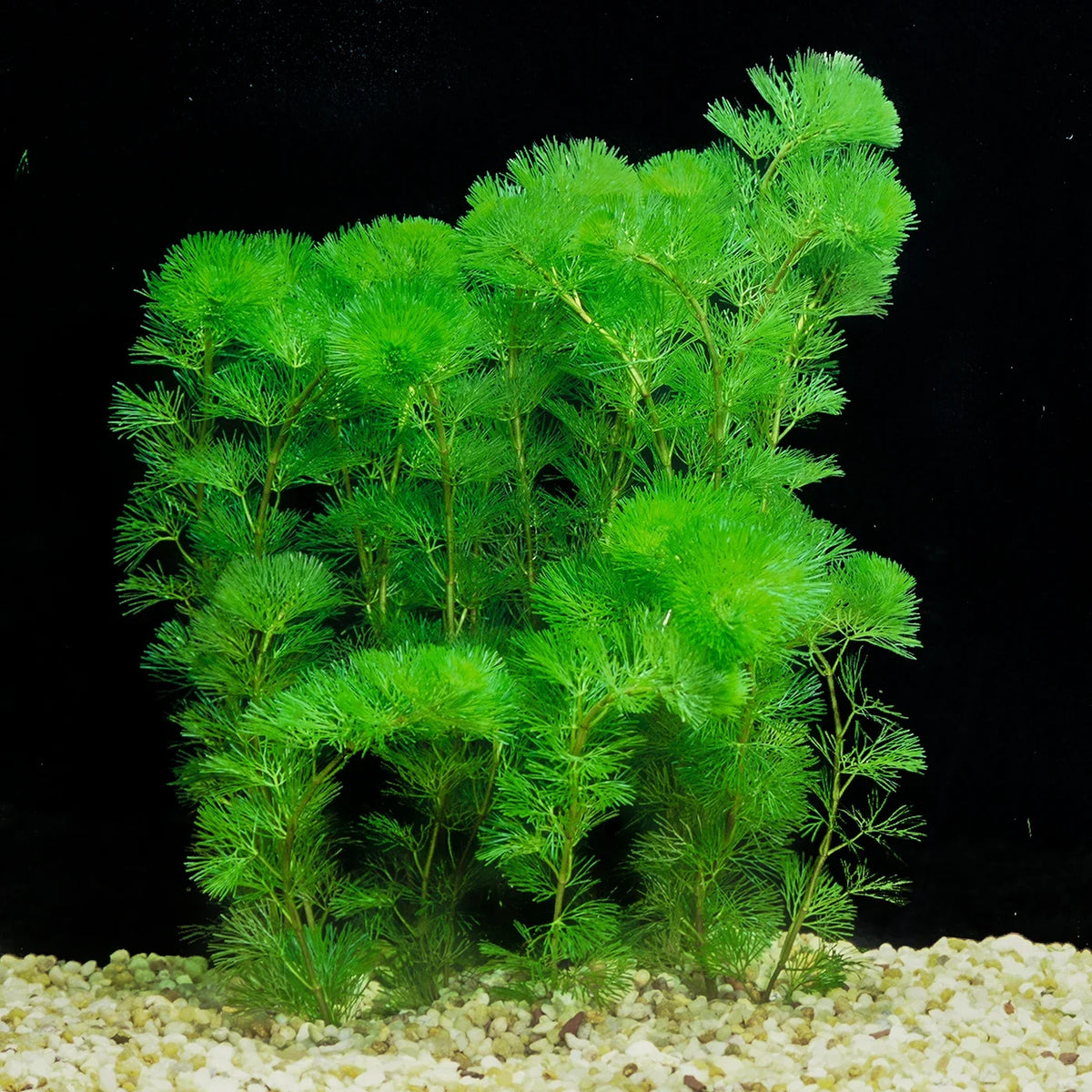 Cabomba caroliniana (Green Cabomba)