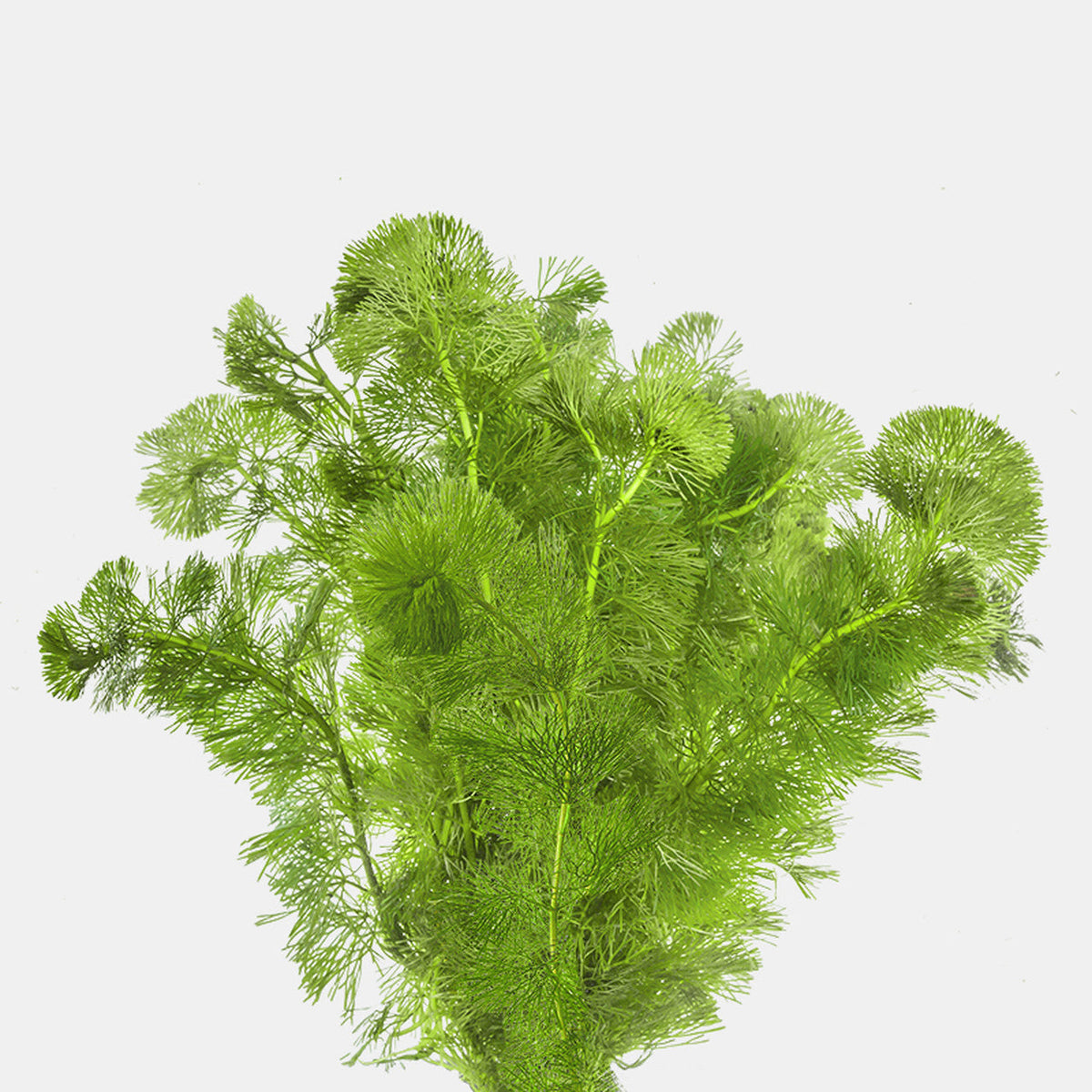 Cabomba caroliniana (Green Cabomba)