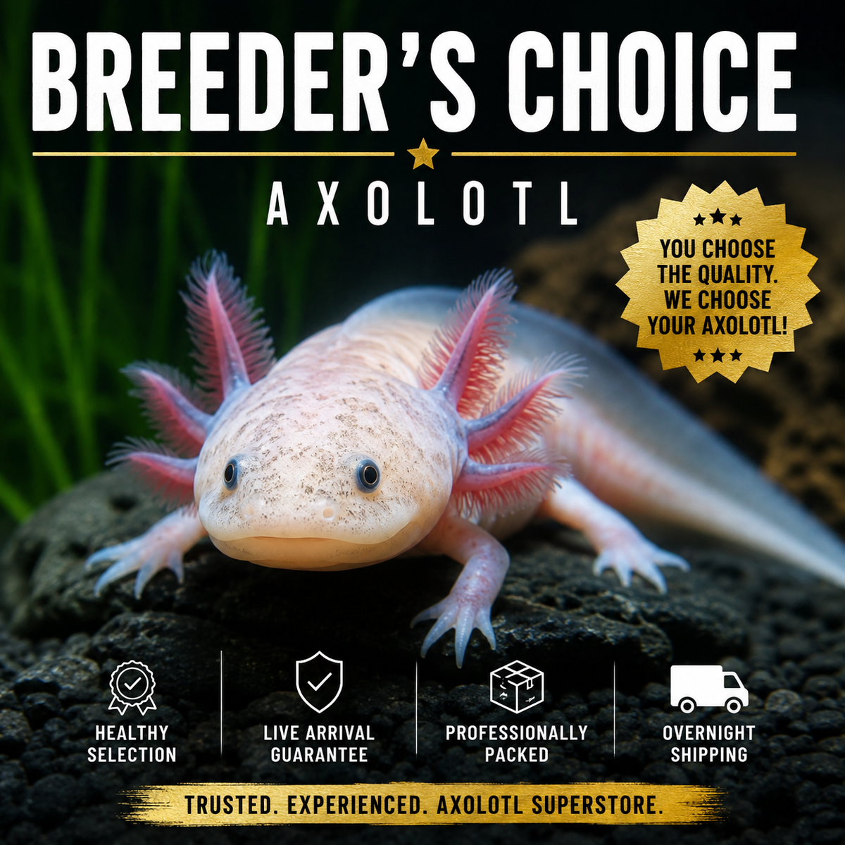Breeder’s Choice Axolotl