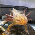 Axanthic Copper Axolotl