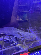 Acorn Mossmantle — Wild Type Axolotl #024