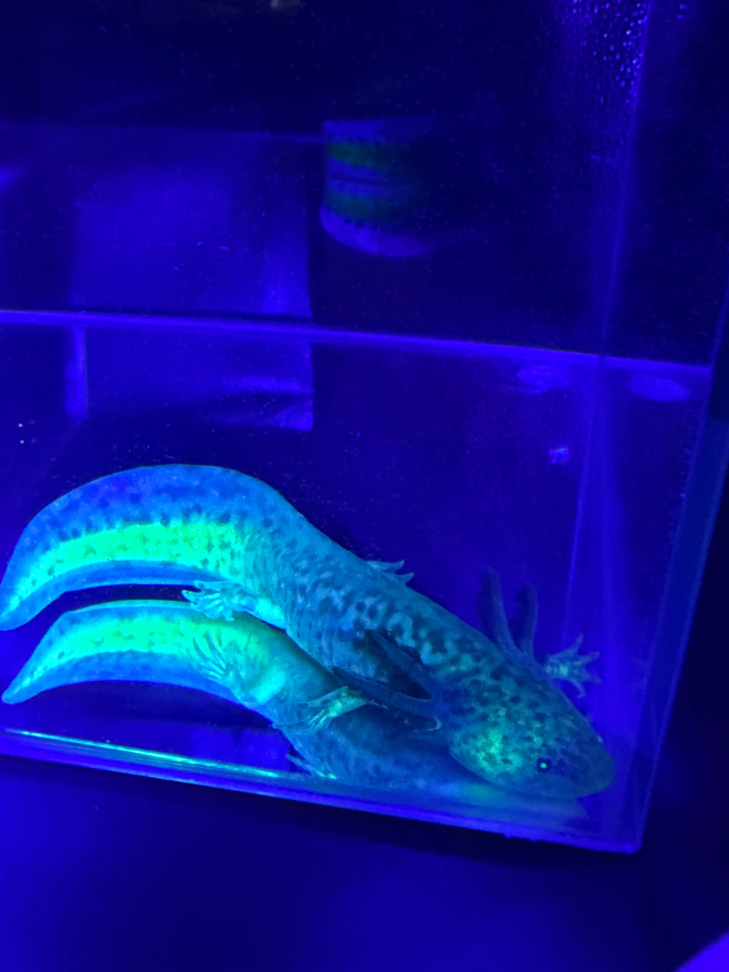 Clover Ferncastle — GFP Wild Type Axolotl #006