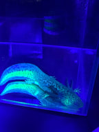 Clover Ferncastle — GFP Wild Type Axolotl #006