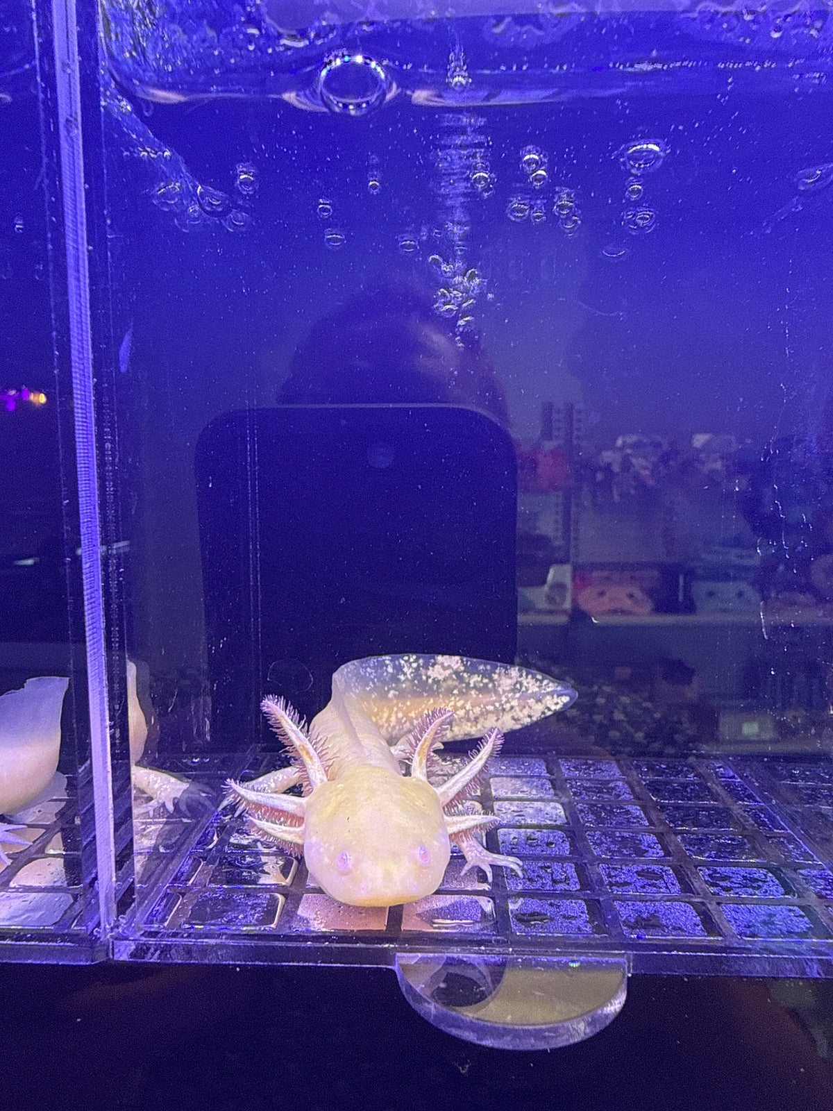 Solstice Sunspire — Ajolote albino dorado #039