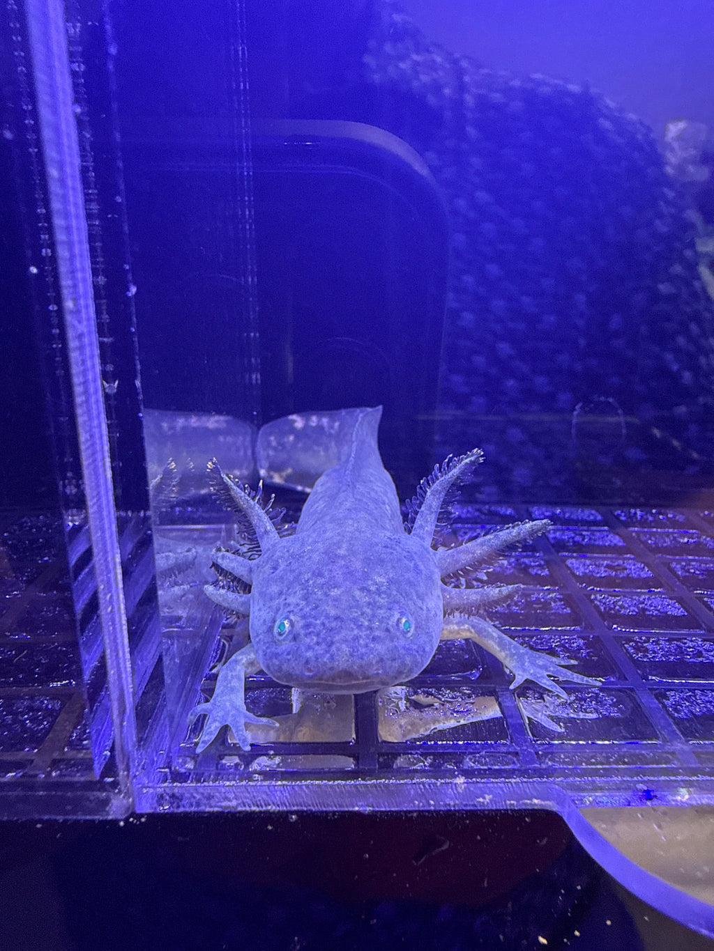 Basil Brightcloak — Ajolote de tipo salvaje GFP #033