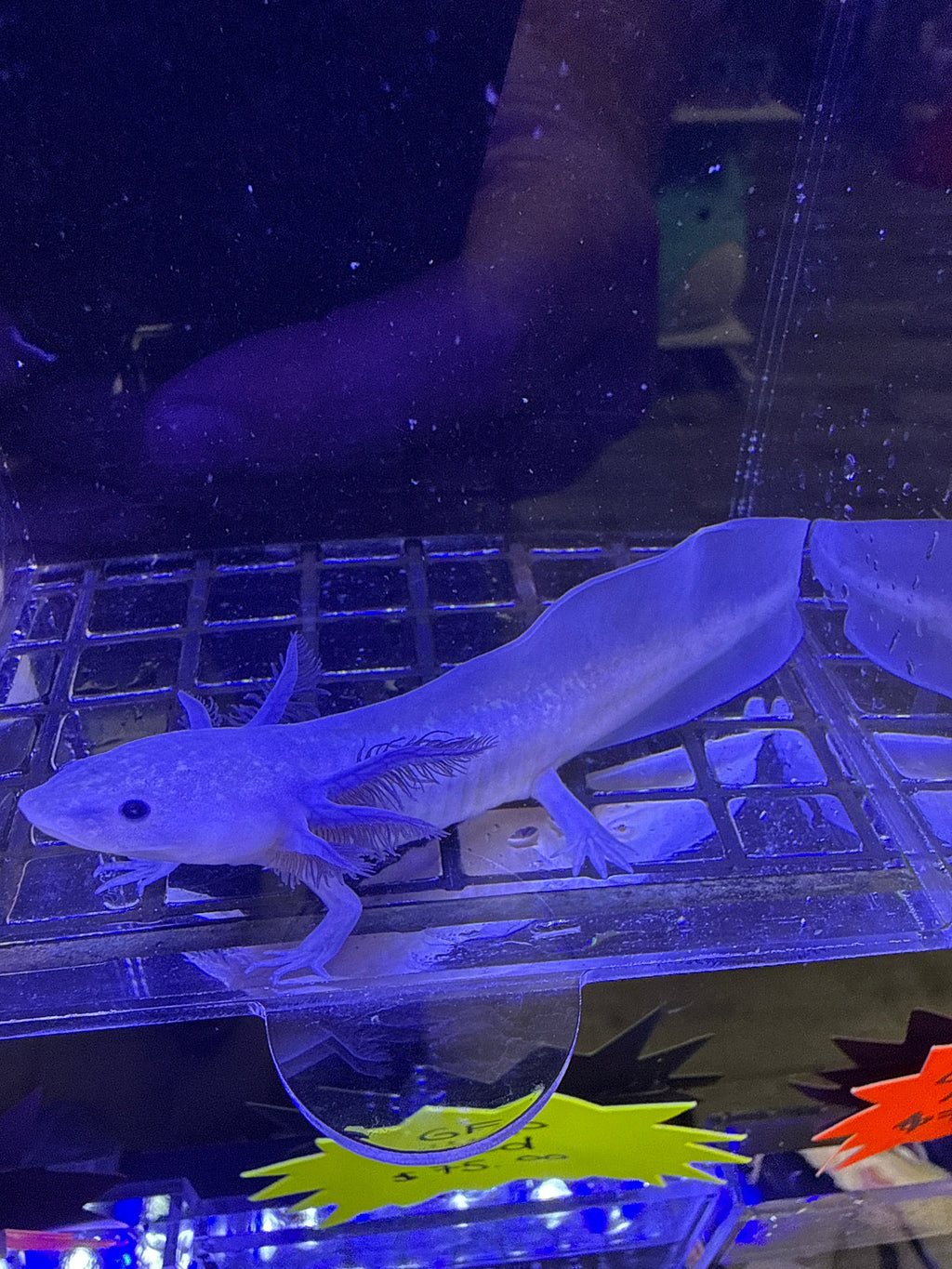 Onyx Velvetcrown — Black Melanoid Axolotl #011