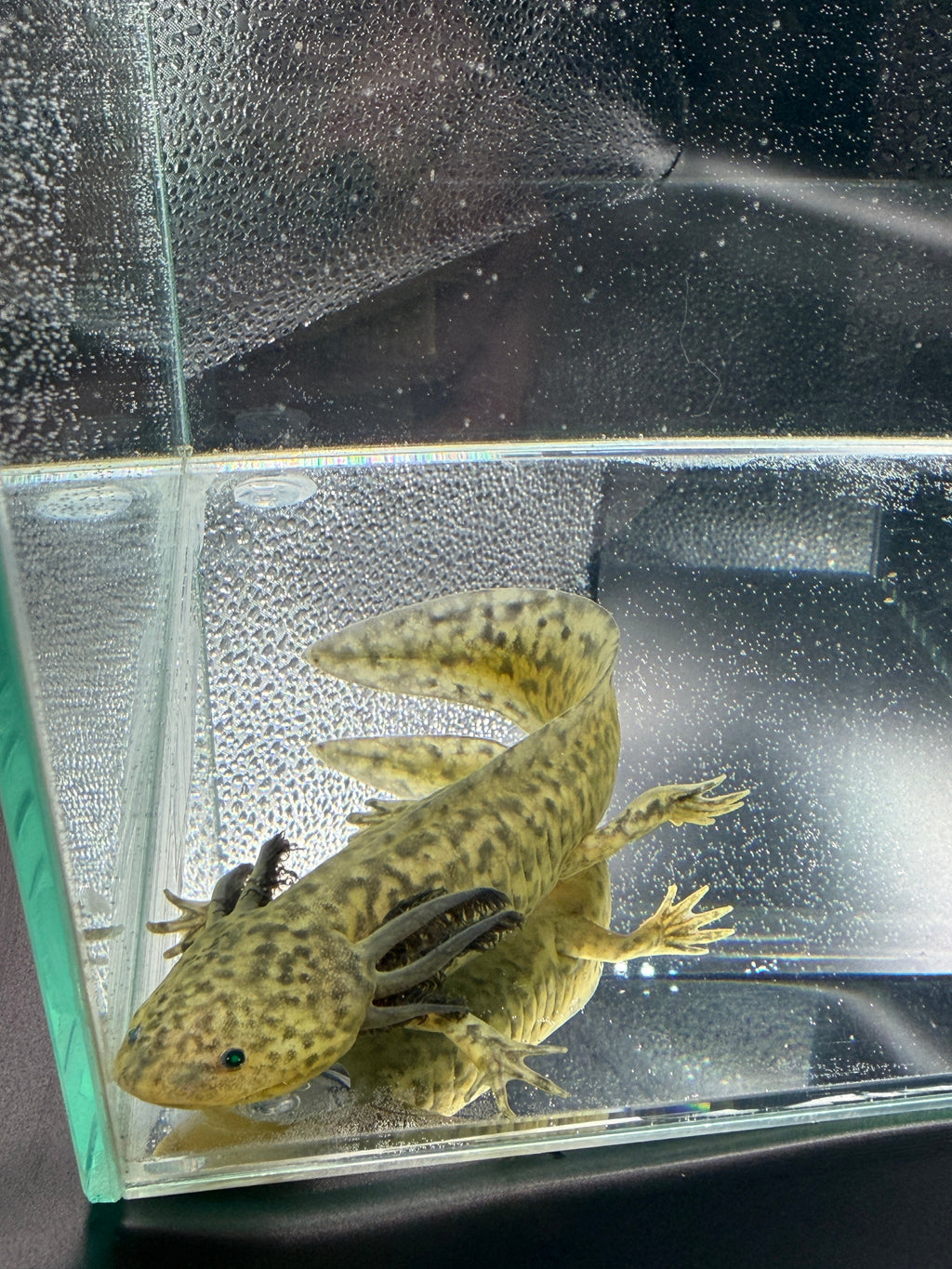 Clover Ferncastle — GFP Wild Type Axolotl #006