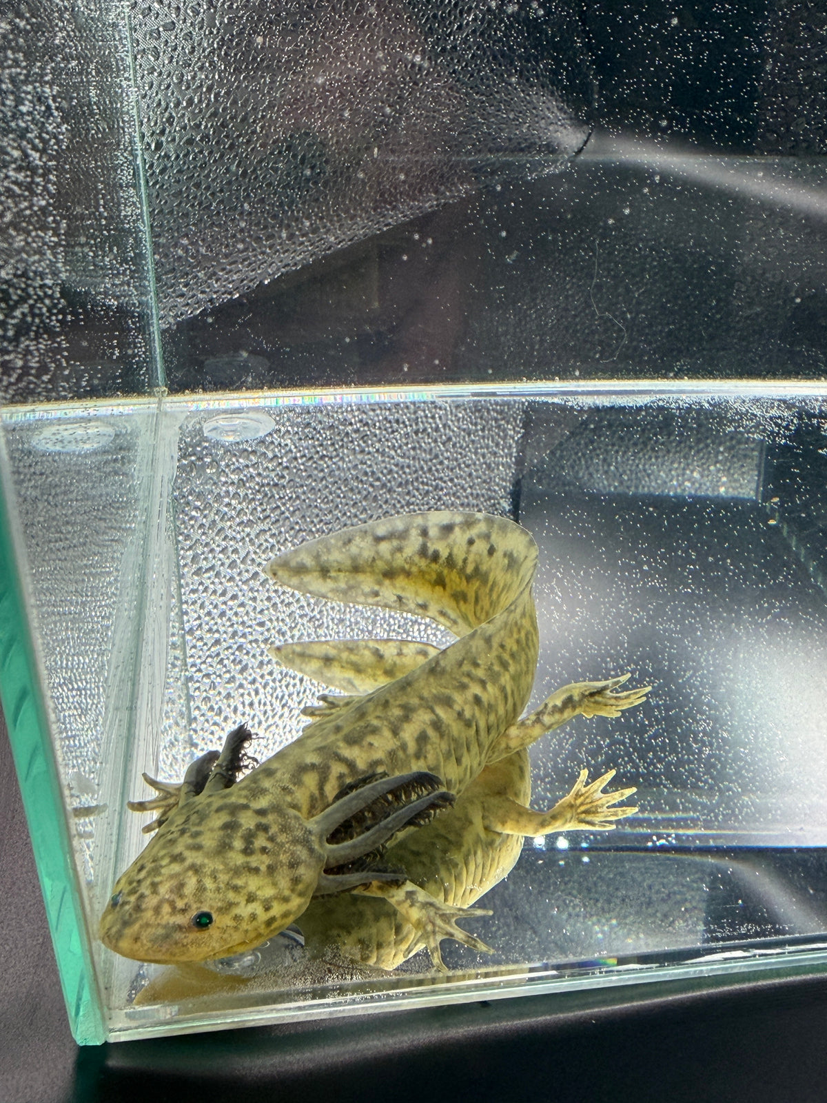 Clover Ferncastle — GFP Wild Type Axolotl #006