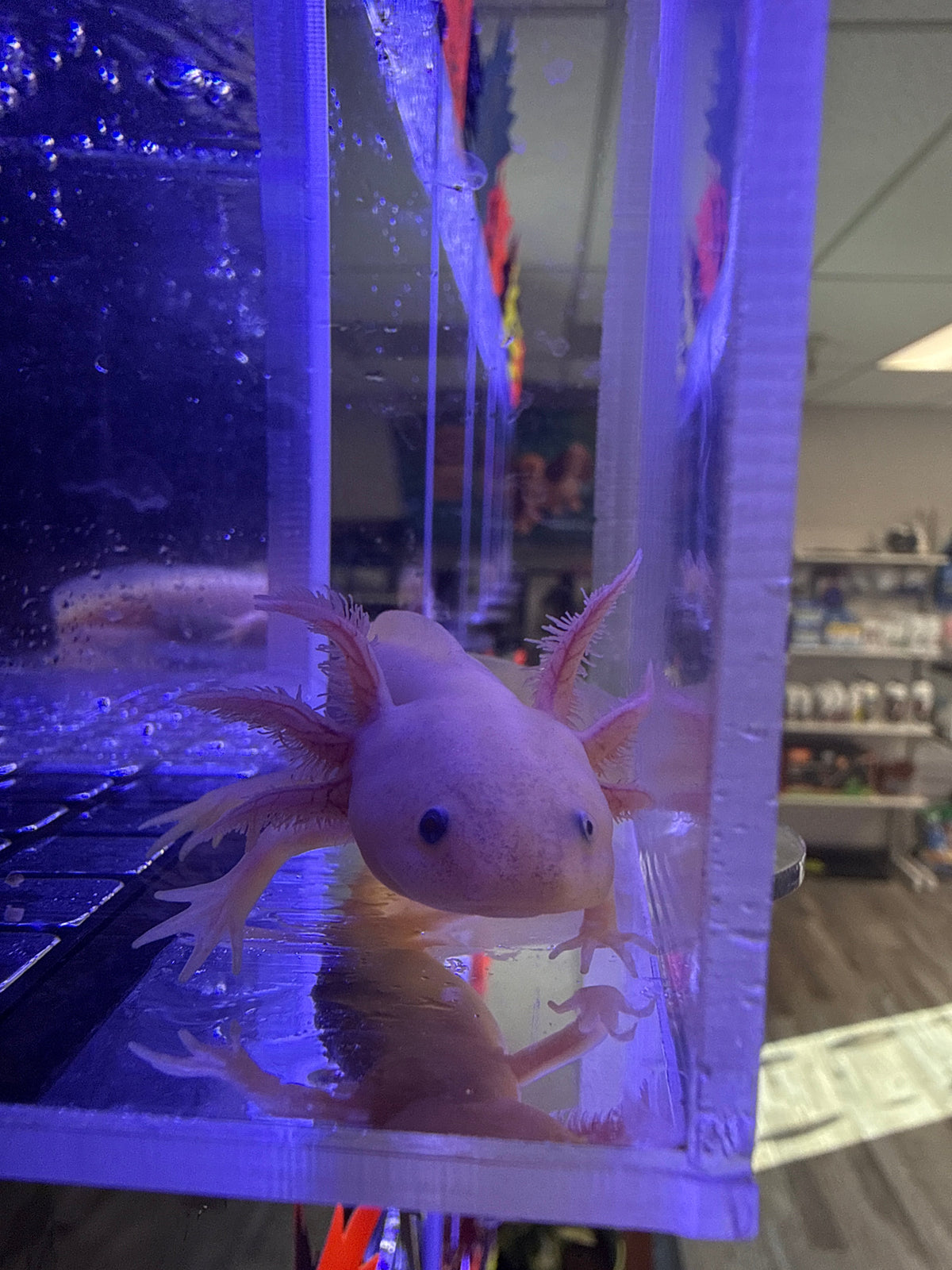 Pebble Silvercrest — Axanthic Copper Axolotl #022