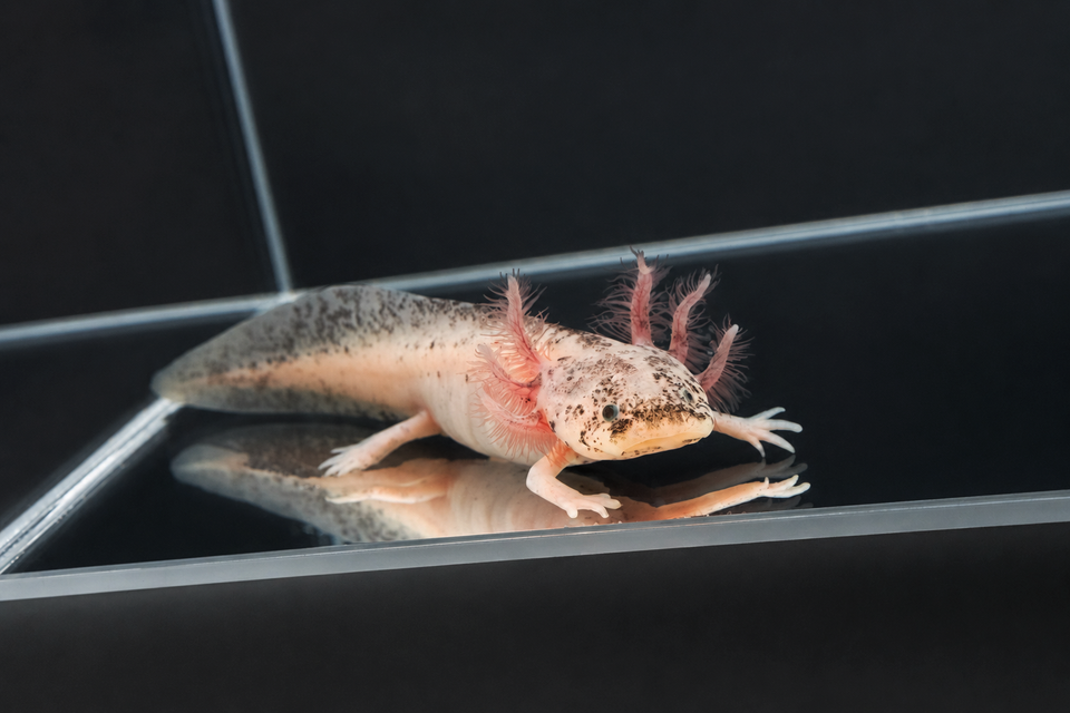 Axolote Leucístico Sucio "Lucy Sucia"