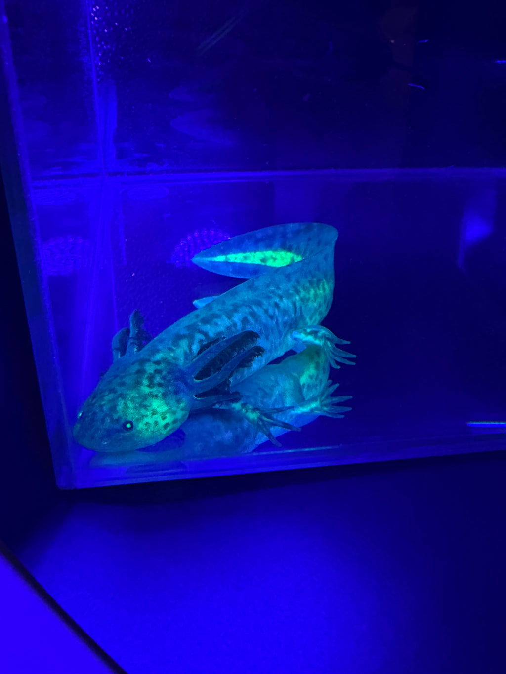Clover Ferncastle — GFP Wild Type Axolotl #006