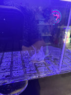 Truffle Duskcastle — Black Melanoid Axolotl #031