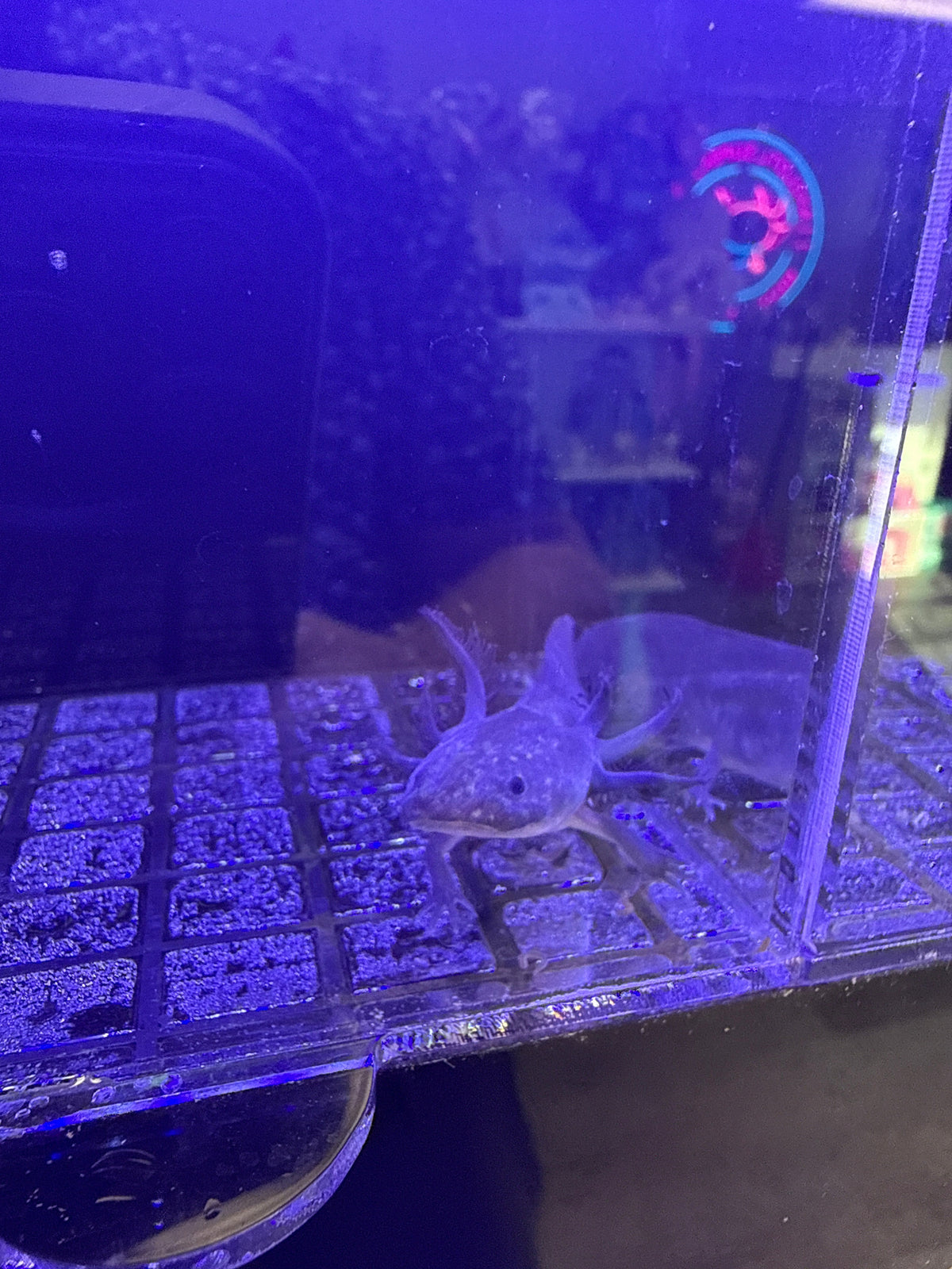 Truffle Duskcastle — Black Melanoid Axolotl #031