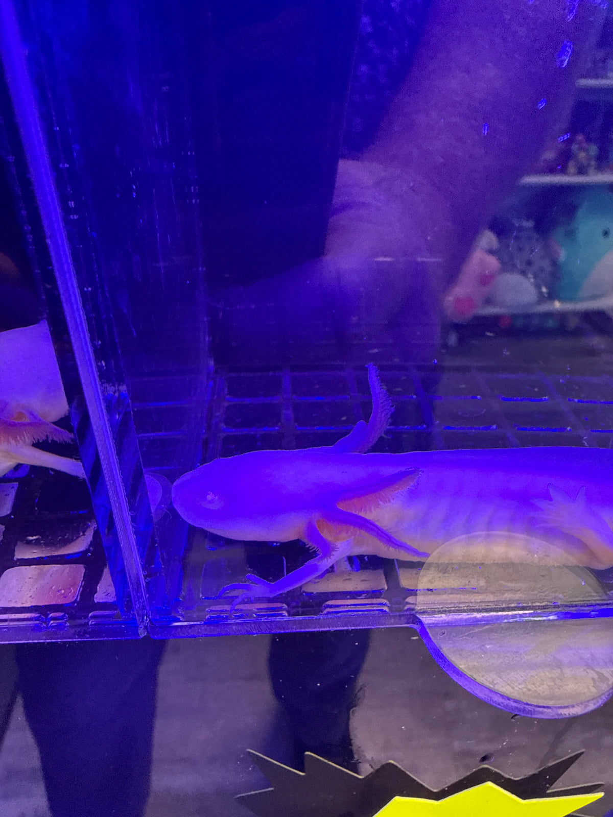 Bubbles Bellcastle — Leucistic Axolotl #026