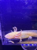 Aurelia Glimmergold — GFP Golden Albino Axolotl #002
