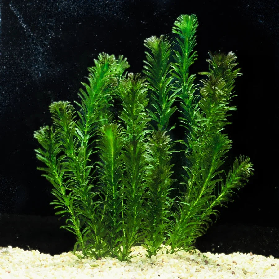 Anacaris (Egeria densa)