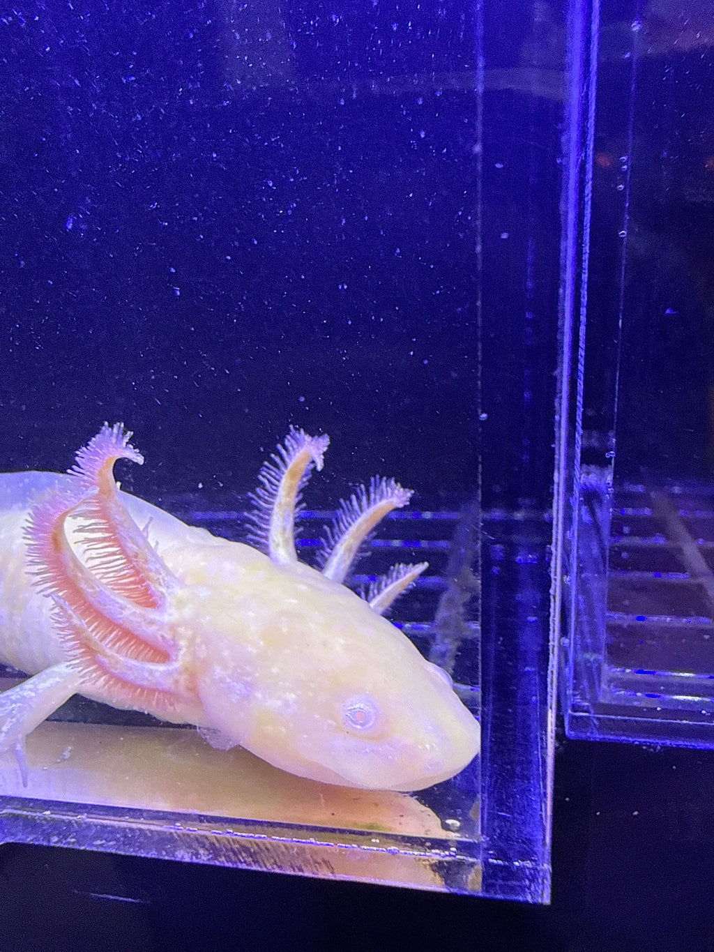 Aurelia Glimmergold — GFP Golden Albino Axolotl #002