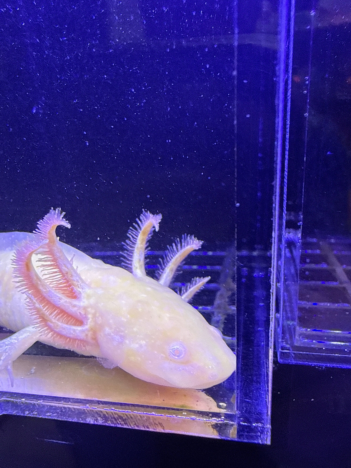 Aurelia Glimmergold — GFP Golden Albino Axolotl #002