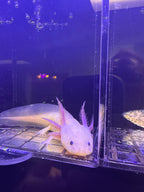 Freckles Moonpetal — Dirty Lucy Axolotl #038