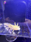 Honey Goldensong — Ajolote albino dorado #035