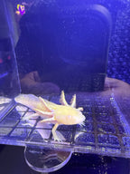 Honey Goldensong — Ajolote albino dorado #035
