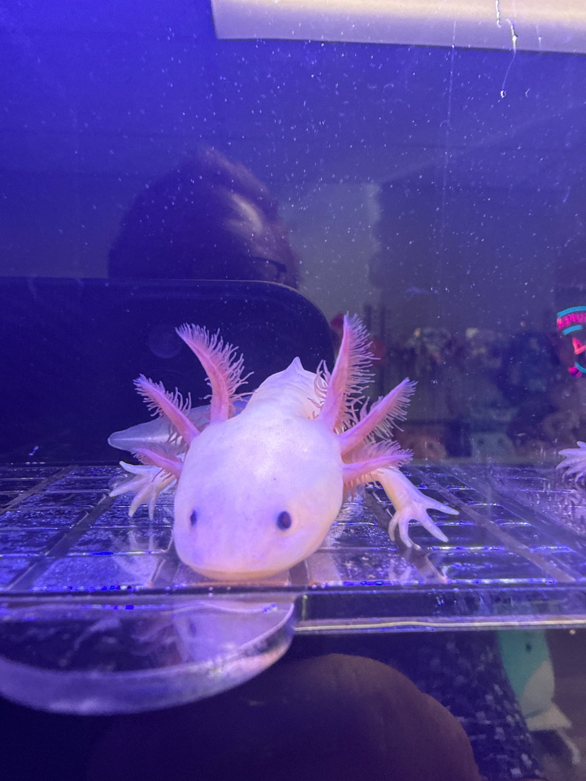 Blossom Wishcastle — Leucistic Axolotl #040
