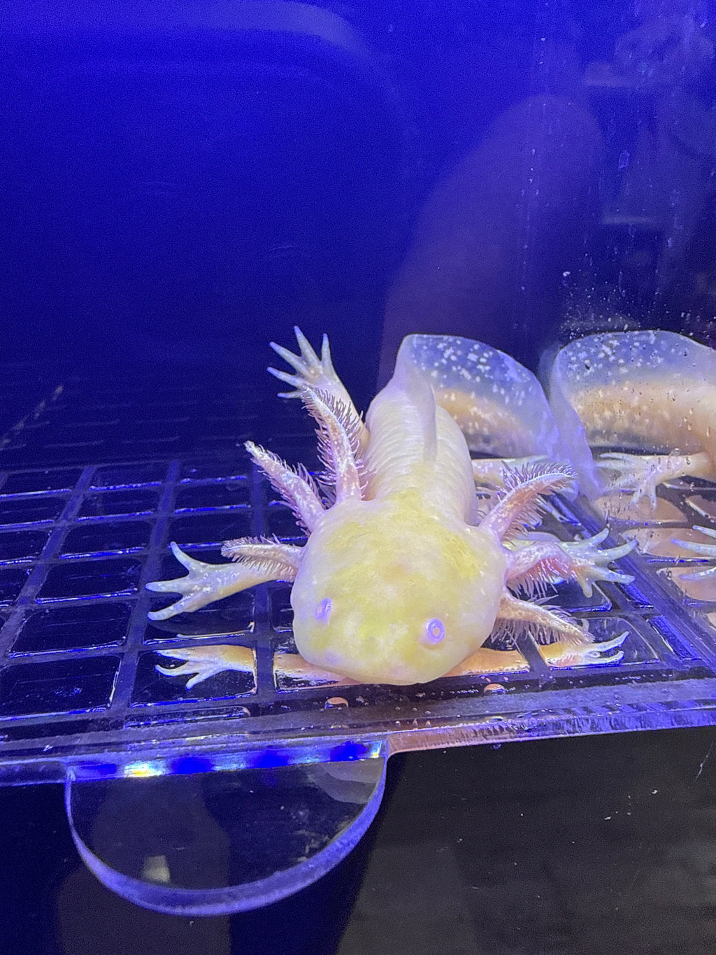 Biscuit Buttercrown — Ajolote Albino Dorado #020