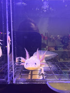 Freckles Moonpetal — Dirty Lucy Axolotl #038