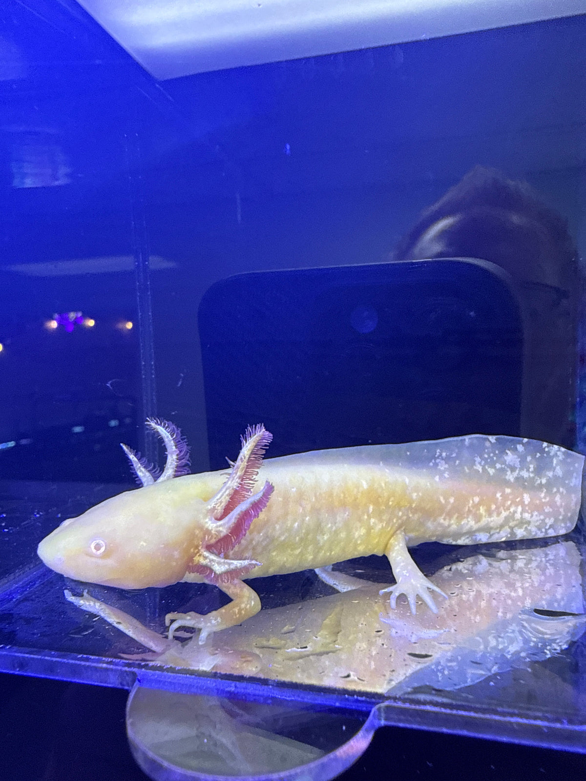 Dandelion Dawnspark — Golden Albino Axolotl #036