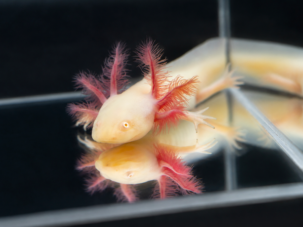 Ajolote albino GFP