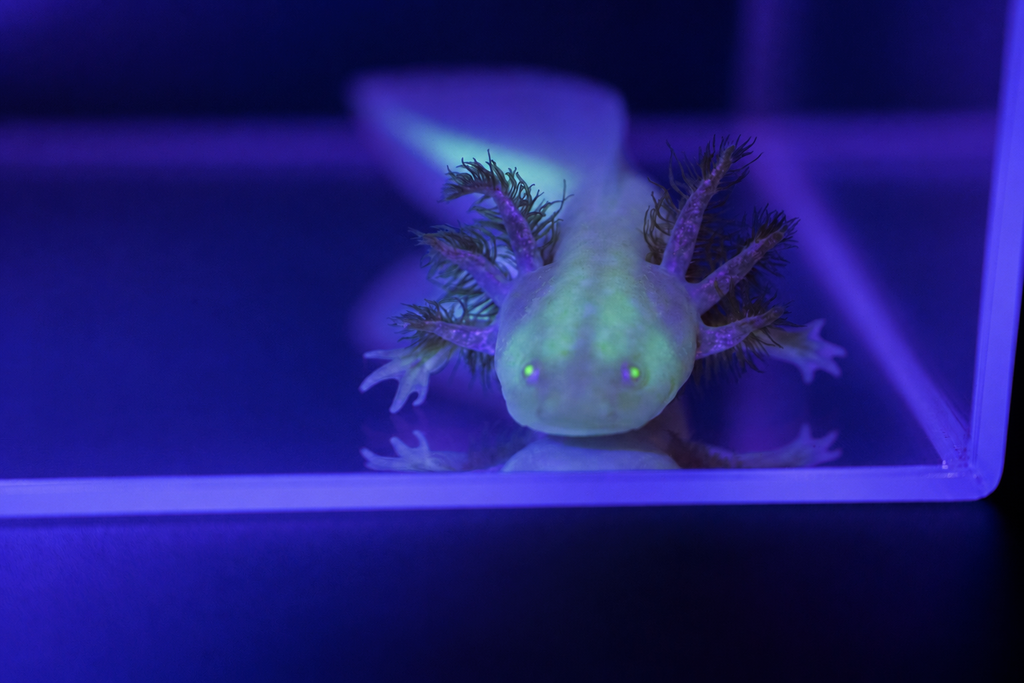 Ajolote albino GFP